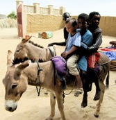 donkies with children