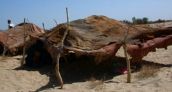teat of hides