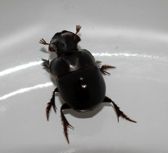 Bumbling beetle