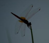 dragon fly