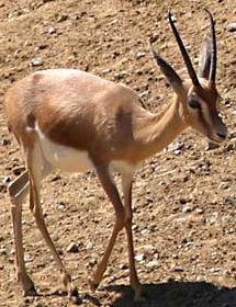 gazelle