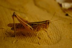 Grasshopper