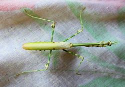 Preying Mantis