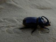 Rhino Beetle
