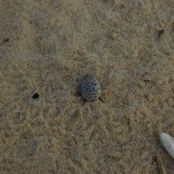 Little round beetle