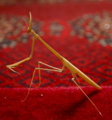 Stick bug