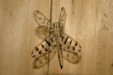 Nocturnal winged insect