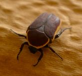 brown beetle with yellow stripe