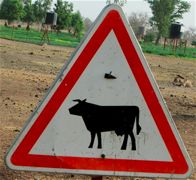 Cattle Crossing