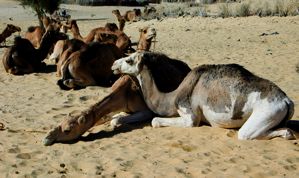 camel market