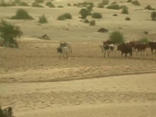 Herding