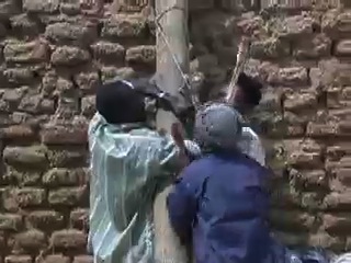 Buchering a Sheep
