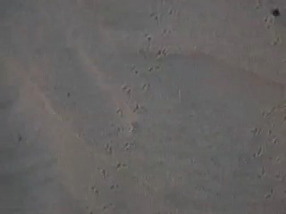 Scarab Beetles.mov